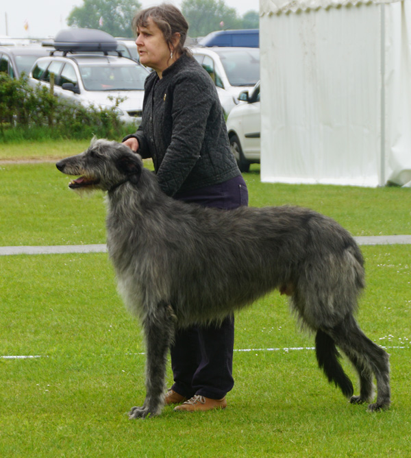 Beardswood Quinlan