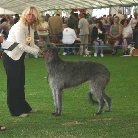 Greyflax Guinevere