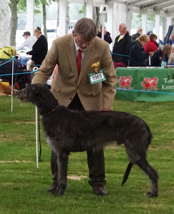 Welsh Kennel Club Dog Show Results Welsh Kennel Club Dog Show Results