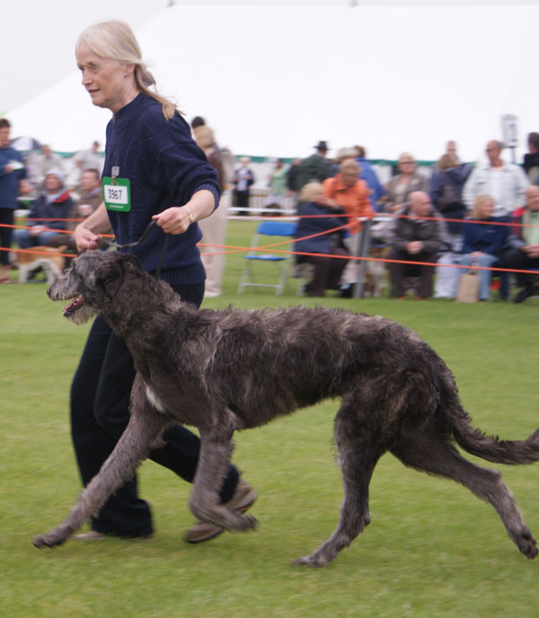 Best Puppy Blackpool 20087