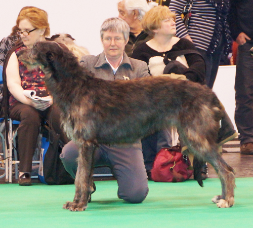 Regalflight Civet 