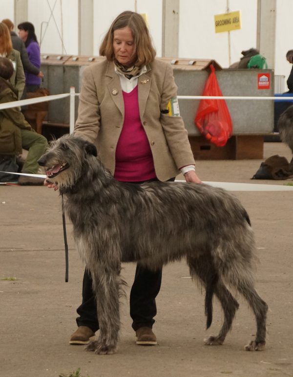3rd Postgraduate Dog